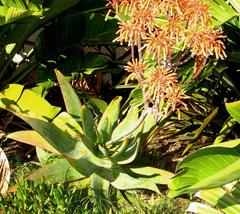 Aloe × schimperi