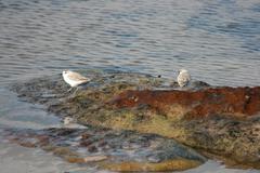 Charadrius marginatus marginatus