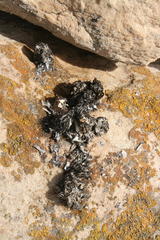 Aonyx capensis capensis