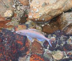 Pterogymnus laniarius