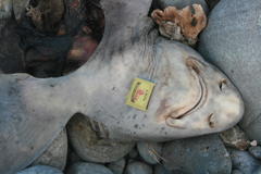 Triakis megalopterus