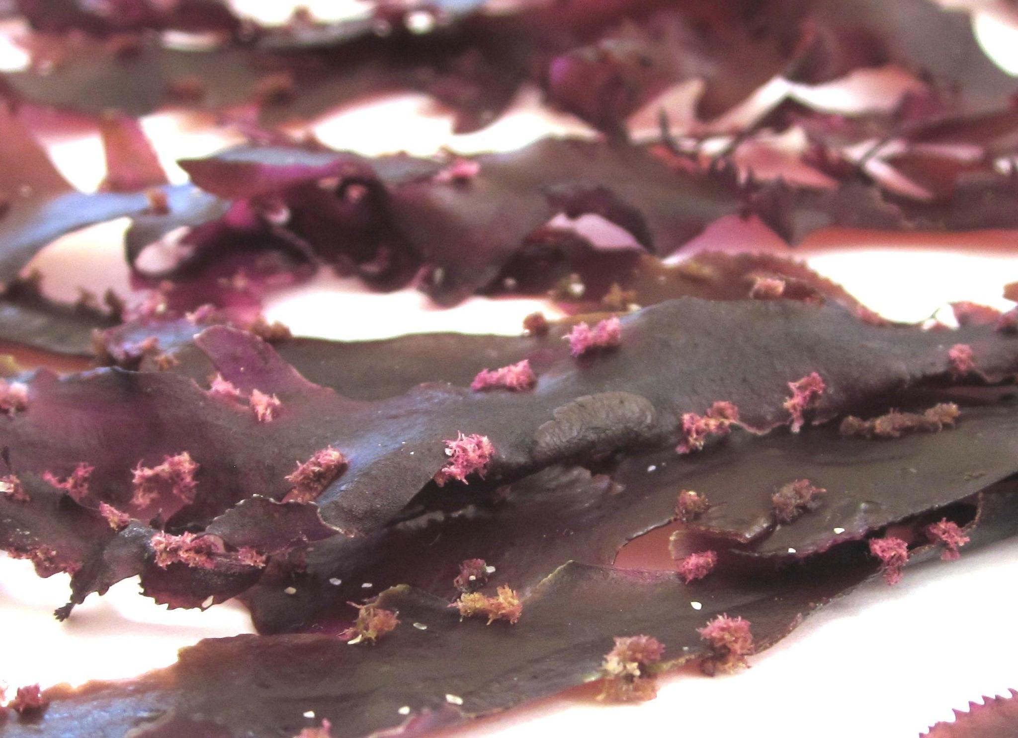 Plocamiocolax