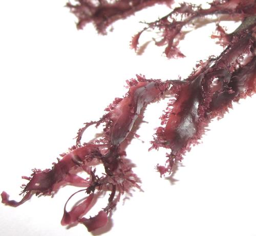 Gelidium vittatum