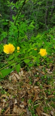 Kerria japonica