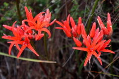 Nerine sarniensis
