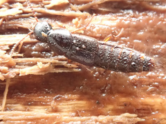 Quedius xanthopus