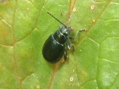Altica lythri