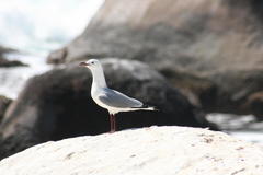 Chroicocephalus hartlaubii