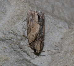 Etanna breviuscula