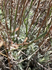 Artemisia tripartita