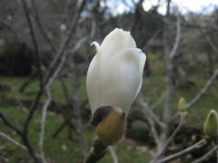 Magnolia denudata