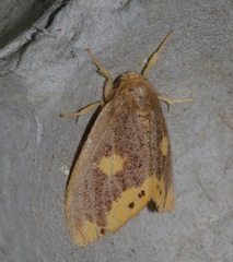 Euproctis quadrangularis