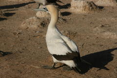 Morus capensis