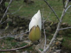 Magnolia denudata