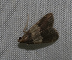 Hydrillodes nilgirialis