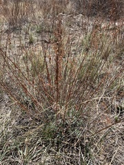 Artemisia tripartita