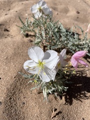 Oenothera pallida