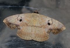 Hypopyra contractipennis