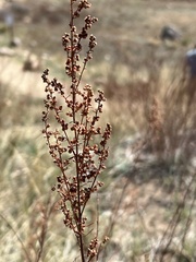 Artemisia tripartita