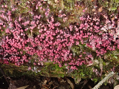 Cribraria purpurea
