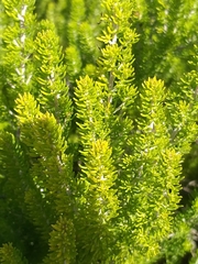 Aspalathus sanguinea