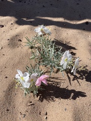 Oenothera pallida
