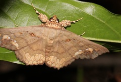 Lopharthrum comprimens