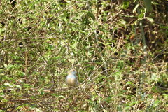 Uraeginthus bengalus