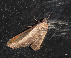 Lophoptera squammigera