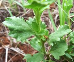 Chascanum hederaceum