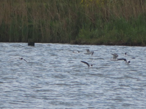 Little Gull, Nootdorp, Nederland, photo 8 of 10