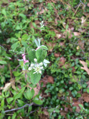 Amelanchier nantucketensis