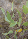 Rafnia elliptica