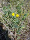 Rafnia elliptica