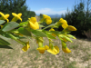 Rafnia elliptica