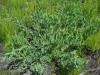 Rafnia elliptica