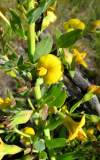 Rafnia elliptica