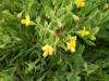 Rafnia elliptica