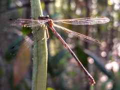 Lestes vidua