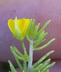 Aspalathus sanguinea