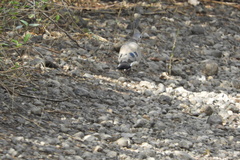 Turtur abyssinicus