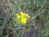 Rafnia elliptica