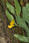 Rafnia elliptica