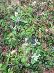 Amelanchier nantucketensis
