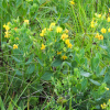 Rafnia elliptica