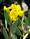 Rafnia elliptica