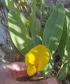Rafnia elliptica