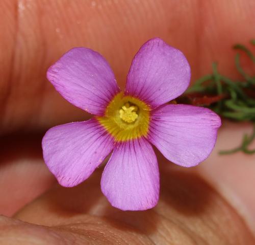 Oxalis capillacea (Oxalis capillacea)