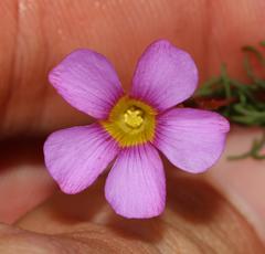 Oxalis capillacea