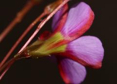 Oxalis capillacea